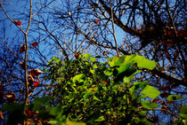Efeu am Baum in tiefblauem Herbsthimmel von Reinhard Kepplinger