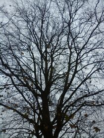 Winter tree von giart
