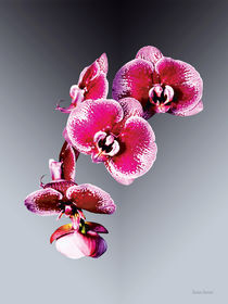 Vivid Maroon Phalaenopsis Orchids by Susan Savad