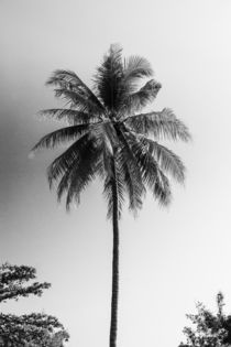 Kokosnuss Monochrome von mroppx