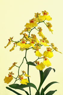Orchideenrispe - Oncidium - orchid panicle von monarch
