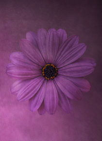 Lilac by Anne Seltmann