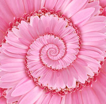Pink Spiral Gerbera Flower Droste von Kitty Bitty
