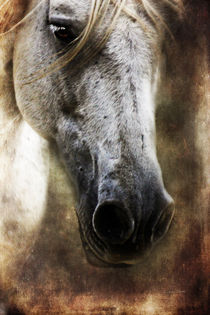 close up von artfulhorses-sabinepeters