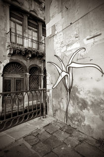 Wandblume in Venedig by Andreas Müller