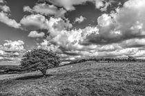 Solitary Downland Tree von Malc McHugh