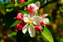 Apfelbüten und Blütenknospen von Sabine Radtke