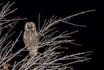 Waldohreule - Asio otus canariensis - long-eared owl by monarch