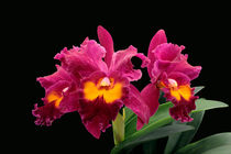 Orchidee BLC San Yang Ruby - orchid von monarch