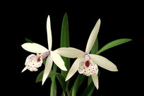 Orchideen Brassolaelia - orchids by monarch