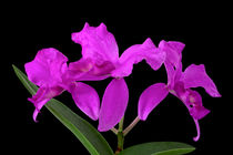 Orchidee Cattleya Skinneri - orchid von monarch