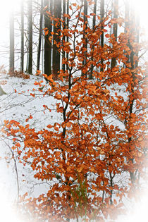 Laubreste im Winter by Bernhard Kaiser