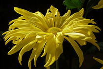 Yellow Chrysanthemum by Jennifer Nelson