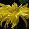 Yellow-chrysanthemum-0175