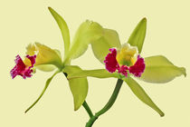 Orchidee Cattleya Green Cherry - orchid by monarch