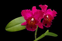 Cattleya Orchidee - cattleya orchid von monarch