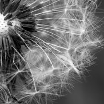 Pusteblume in schwarz-weiß von Franziska Mohr