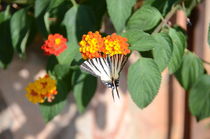 Zebra Swallowtail Butterfly by Malcolm Snook