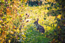 Wild Rabbit by Vicki Field