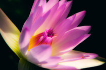 The Beauty water lily von mroppx