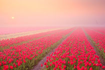 Sunrise and fog over rows of blooming tulips, The Netherlands von Sara Winter
