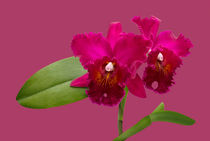 Orchidee Cattleya - orchid by monarch