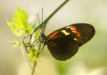 Black and red butterfly on the leaf by Jarek Blaminsky