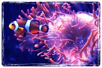 Finding Nemo!  von Susanne  Mauz