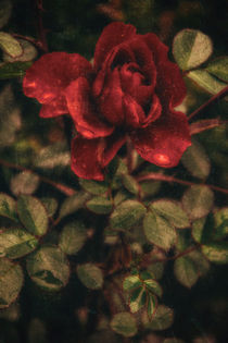 at the rain - the red rose by Chris Berger