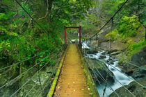 Kawazu waterfall trail, Izu Peninsula, Japan by Sara Winter