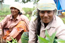 Farm workers, India von Christina McGrath