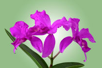 Orchidee Cattleya Skinneri - cattleya orchid skinneri von monarch