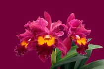 Orchidee BLC San Yang Ruby - blc orchid von monarch