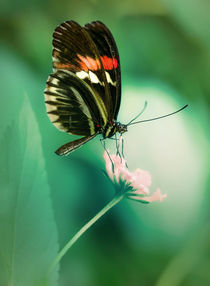 Red and black butterfly on white flower by Jarek Blaminsky