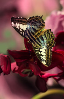 Big butterfly on purple flowers by Jarek Blaminsky
