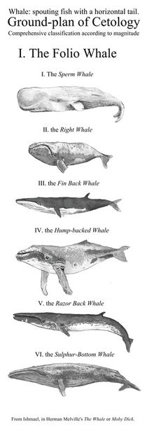 The Folio Whale von Condor Artworks