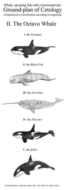 The Octavo Whale von Condor Artworks