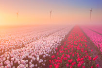 Sunrise and fog over rows of blooming tulips, The Netherlands by Sara Winter