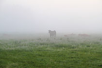 Kühe im Nebel von Bernhard Kaiser