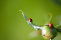 Ladybug on Flower by cinema4design