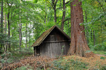 Hütte im Wald Naturpark Schönbuch von Matthias Hauser