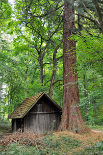 Hütte und Mammutbaum im Naturpark Schönbuch von Matthias Hauser