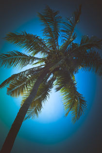 Coconut Tree Blue von mroppx