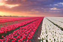 Rows of colourful tulips at sunrise in The Netherlands von Sara Winter