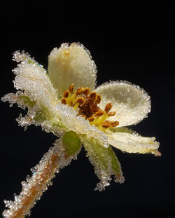 Frost-on-the-flower