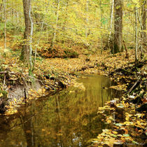 Leave covered forest creek von Thomas Matzl
