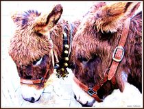 ~ Sweet Donkeys ~ by Sandra  Vollmann