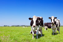 Cows in a fresh grassy field on a clear day by Sara Winter
