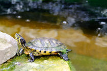 Yellow Bellied Slider Turtle von Rod Johnson