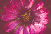 Flower wheel by mroppx